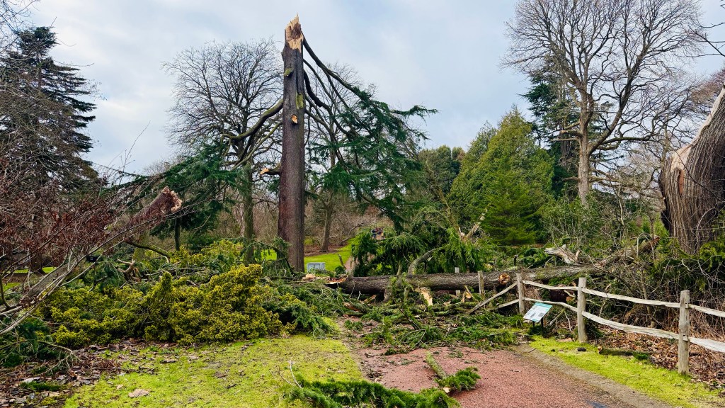 Beloved green spaces will never be the same after Storm Éowyn&nbsp;damage